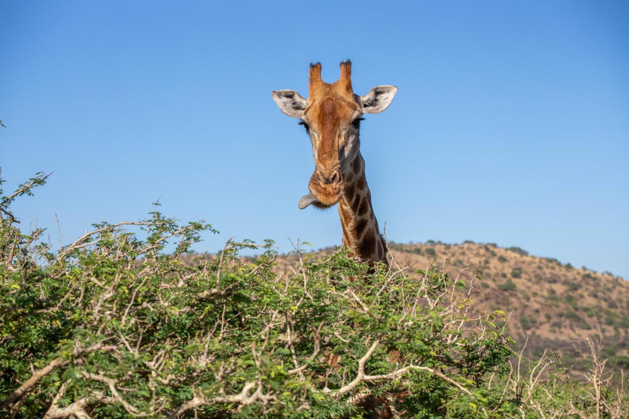 Windhoek Game Camp Lafrenz Township ภายนอก รูปภาพ