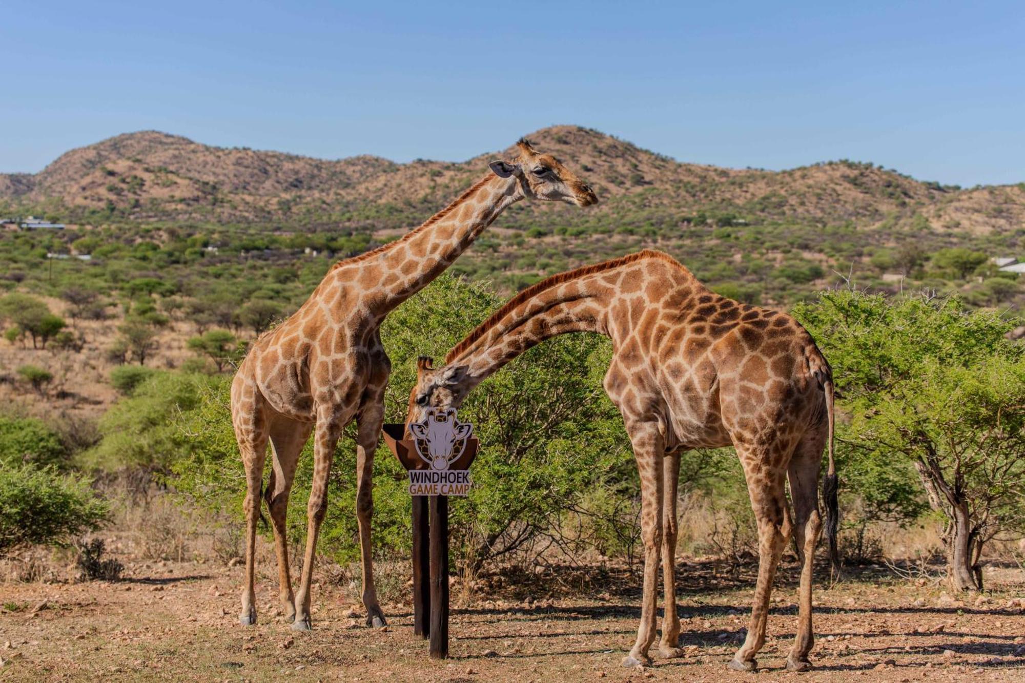 Windhoek Game Camp Lafrenz Township ภายนอก รูปภาพ