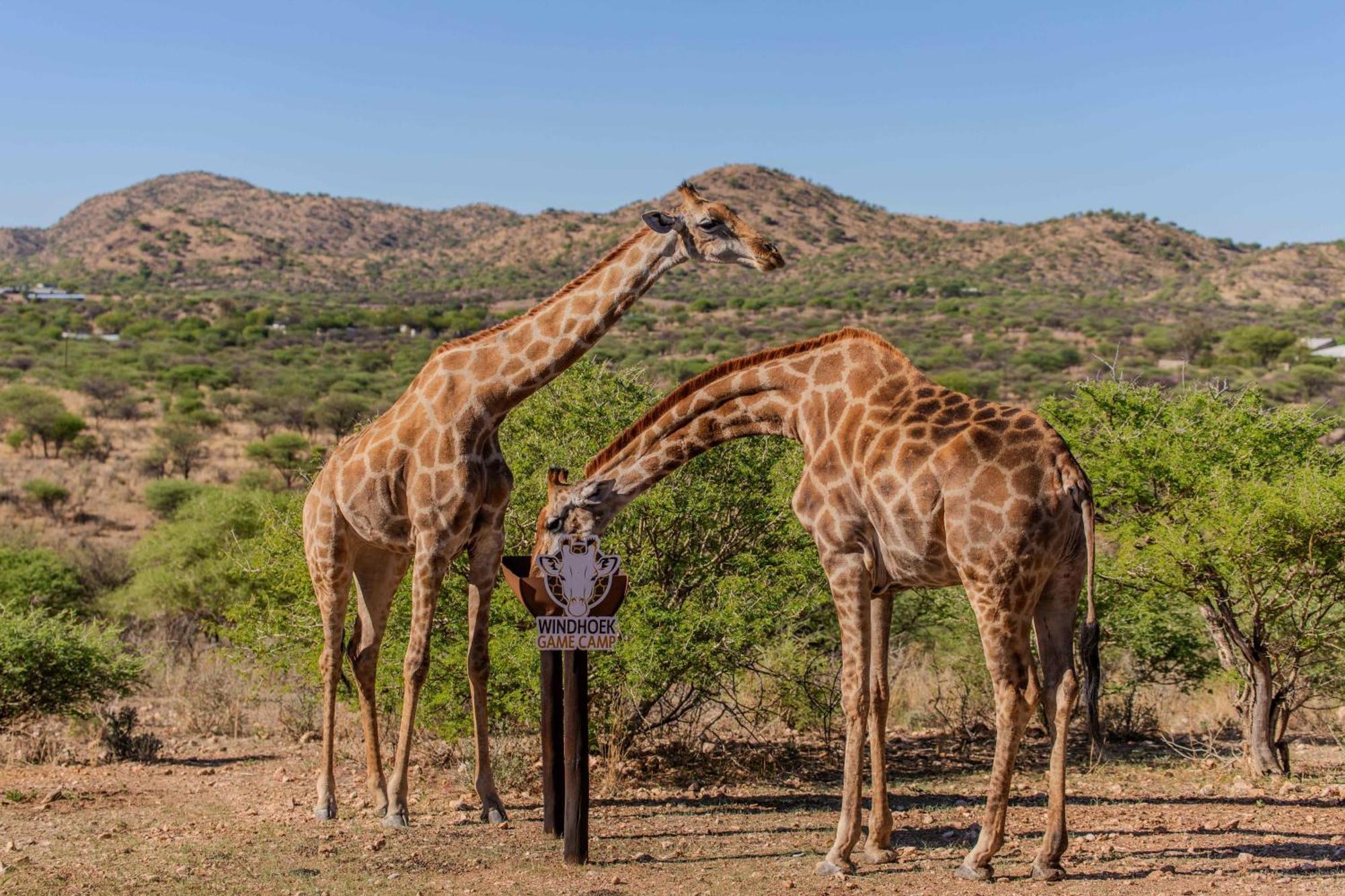 Windhoek Game Camp Villa Lafrenz Township ภายนอก รูปภาพ