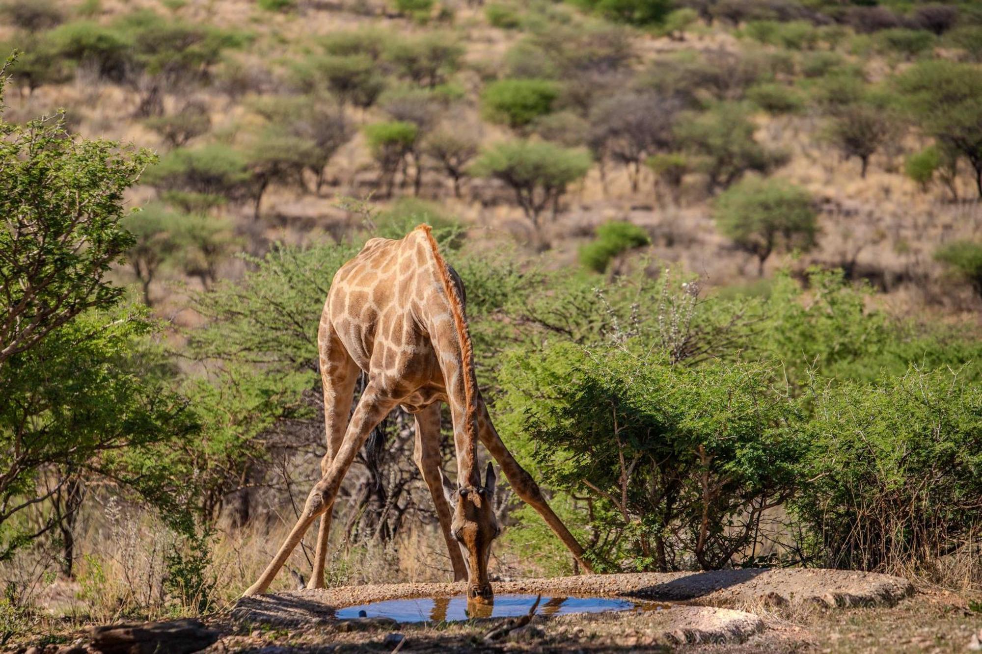 Windhoek Game Camp Villa Lafrenz Township ภายนอก รูปภาพ