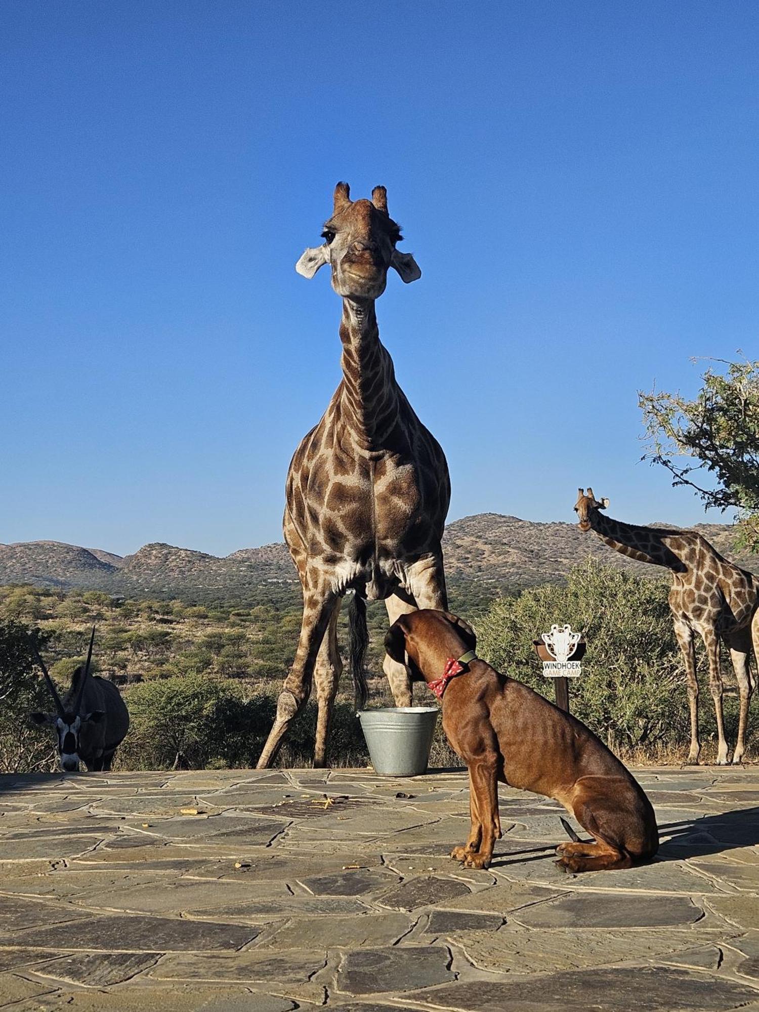 Windhoek Game Camp Lafrenz Township ภายนอก รูปภาพ